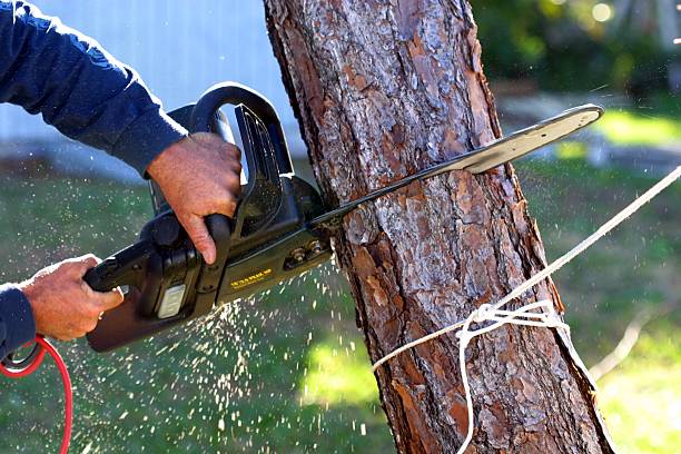 Best Tree Fertilization  in USA